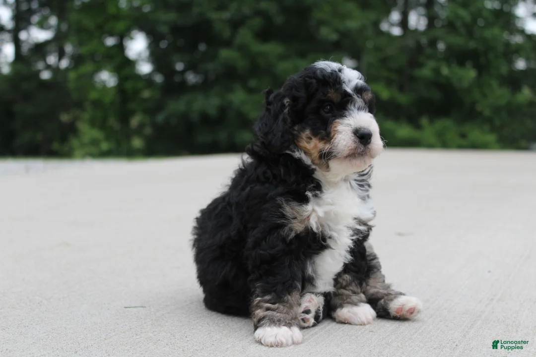 Mini Bernedoodle dogs for sale: BO - Ad 1
