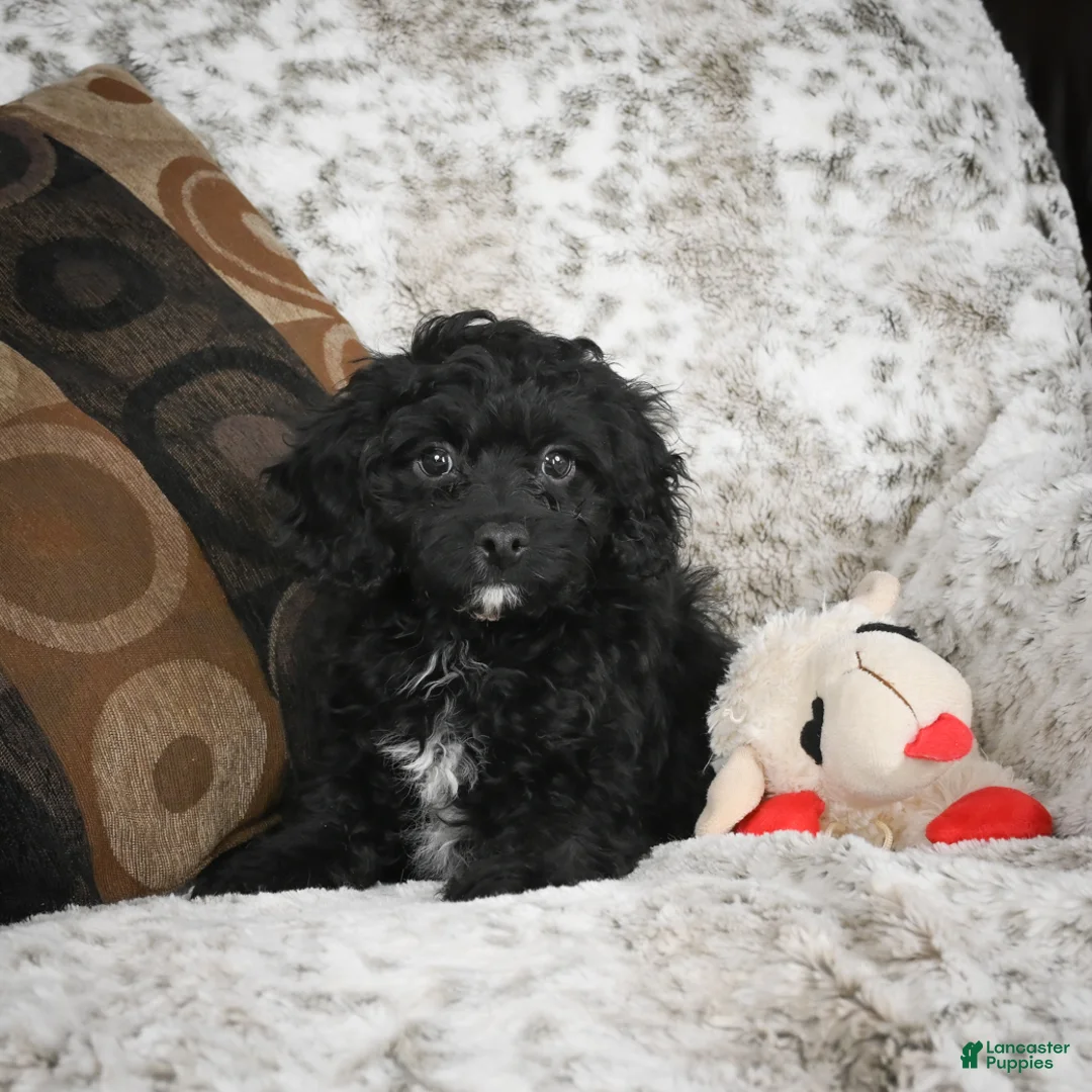 Cavapoo dogs for sale: Sam - Ad 11