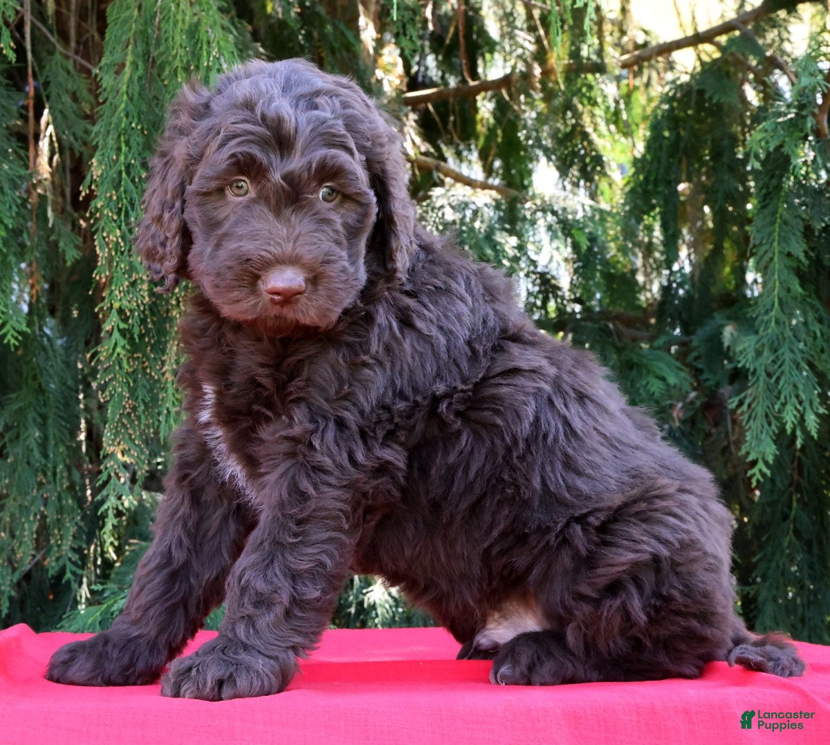 Newfypoo dogs Chico - Ad 2