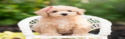 Maltipoo dogs for sale: Novelle - Ad 5