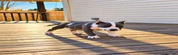 American Bully dogs for sale: 9x Kennels Marilyn Monroe  - Ad 2