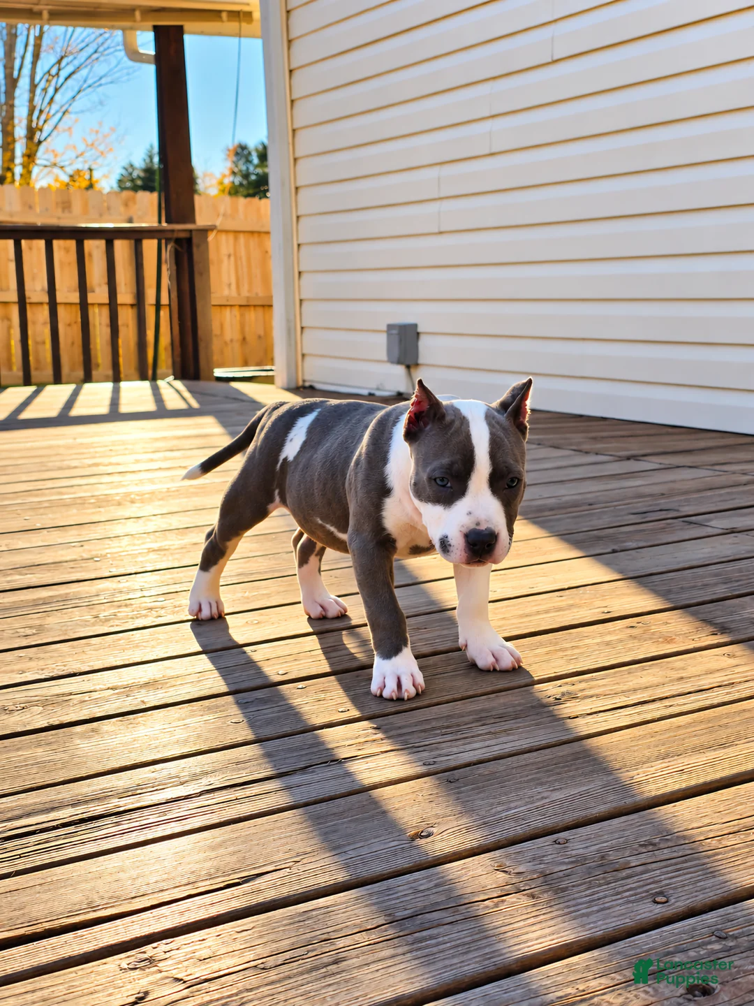 American Bully dogs for sale: 9x Kennels Marilyn Monroe  - Ad 2