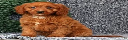 Cavapoo dogs for sale: Milo - Ad 3