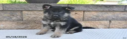 German Shepherd dogs for sale: Victor - Ad 5