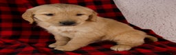 Golden Retriever dogs for sale: Tigger - Ad 2