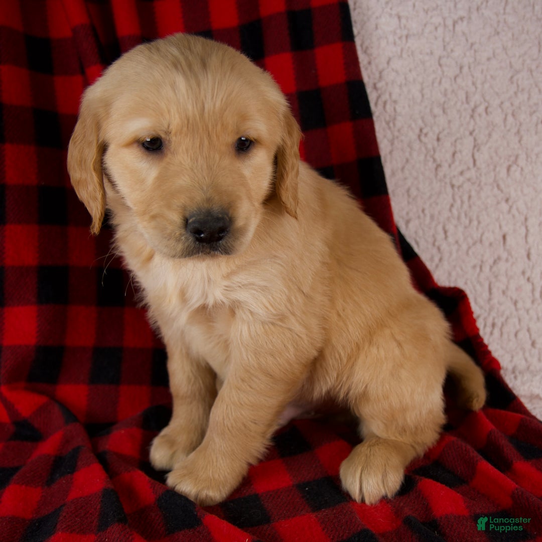 Golden Retriever dogs for sale: Tigger - Ad 2
