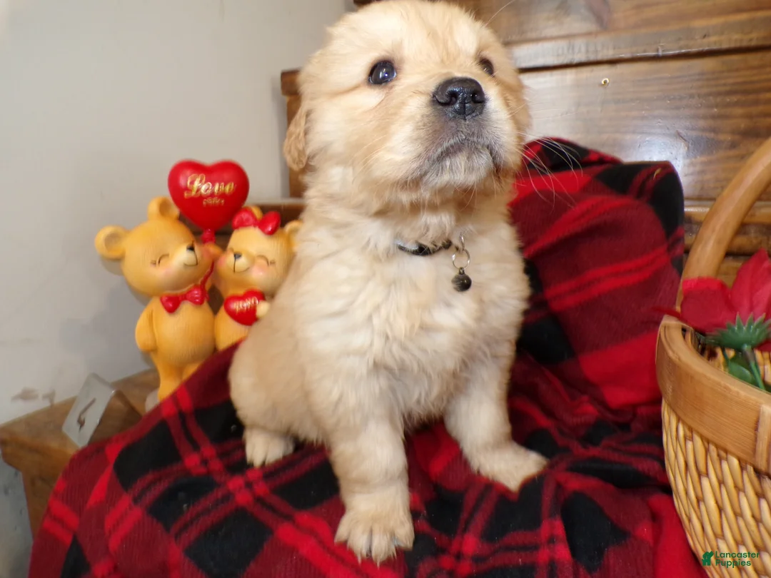 Golden Retriever dogs for sale: Golden Retriever Puppy 4 Dusty - Ad 1