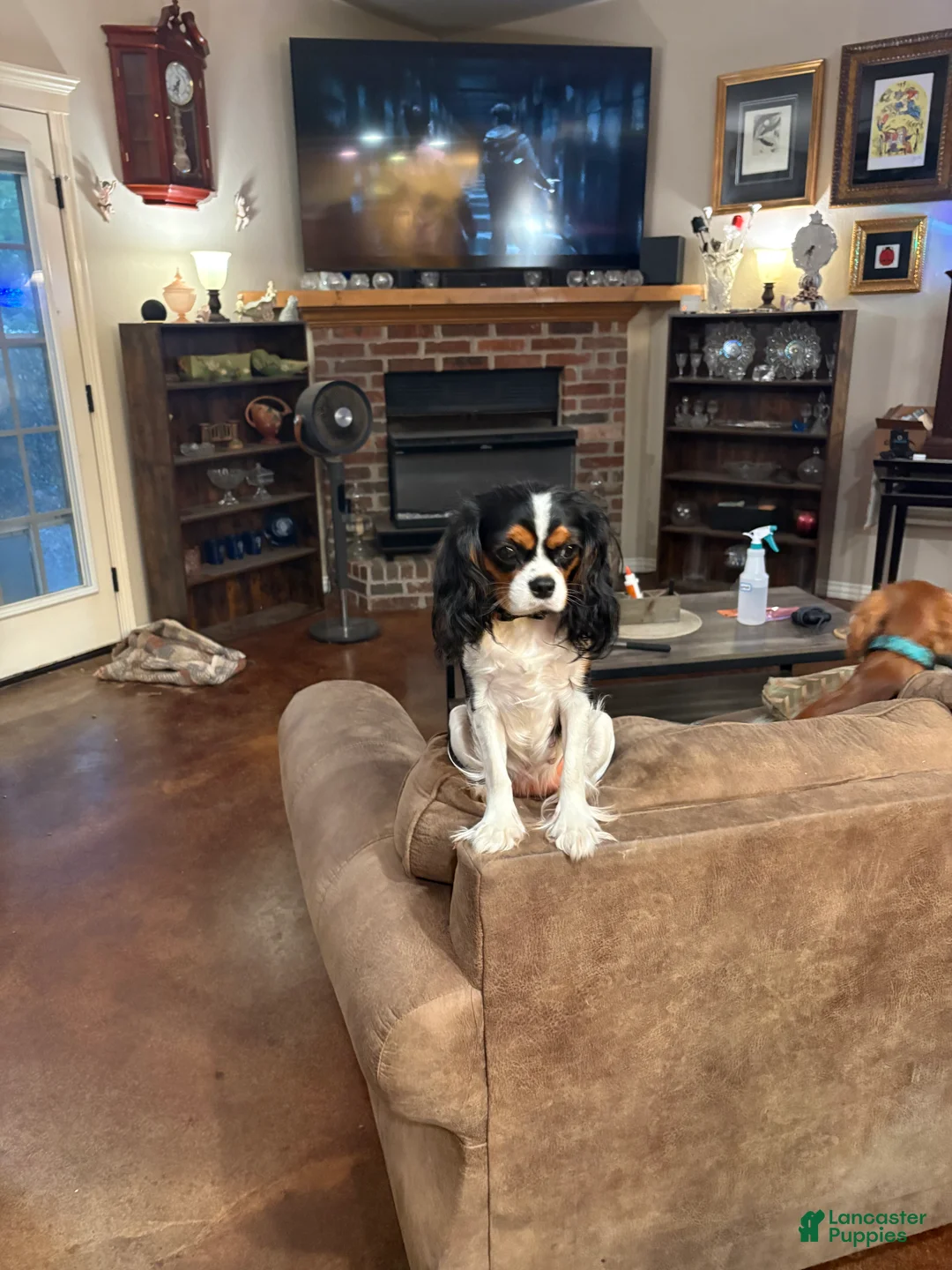 Cavalier King Charles Spaniel dogs for sale: Cavalier King Charles Spaniel 2 - Ad 2
