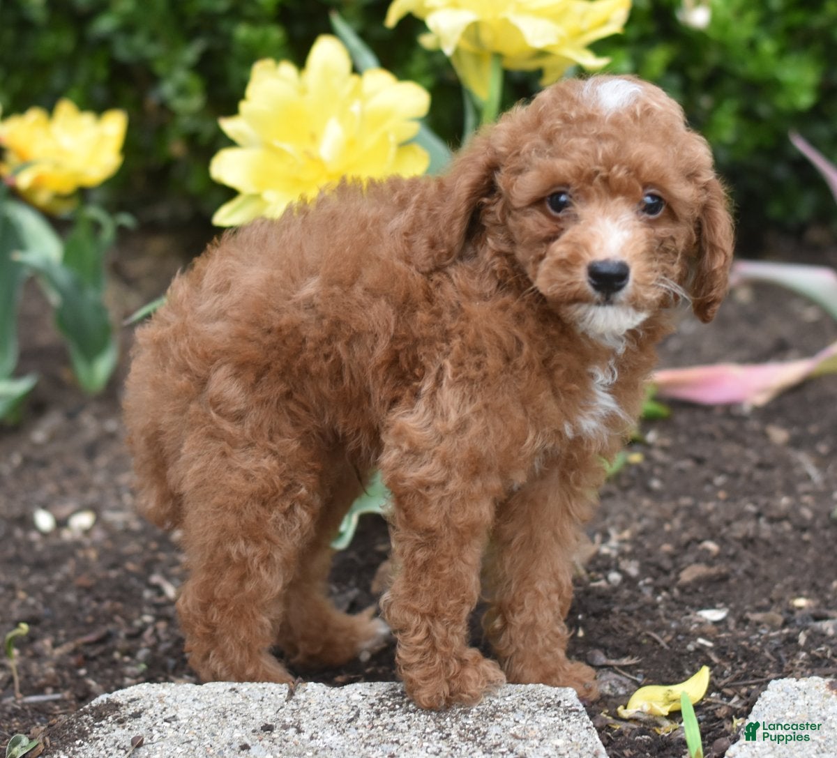 Miniature Poodle dogs Presley - Ad 2
