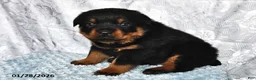 Rottweiler dogs for sale: Midnight - Ad 1