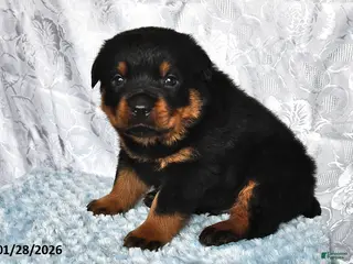 Rottweiler dogs Midnight - Ad 21