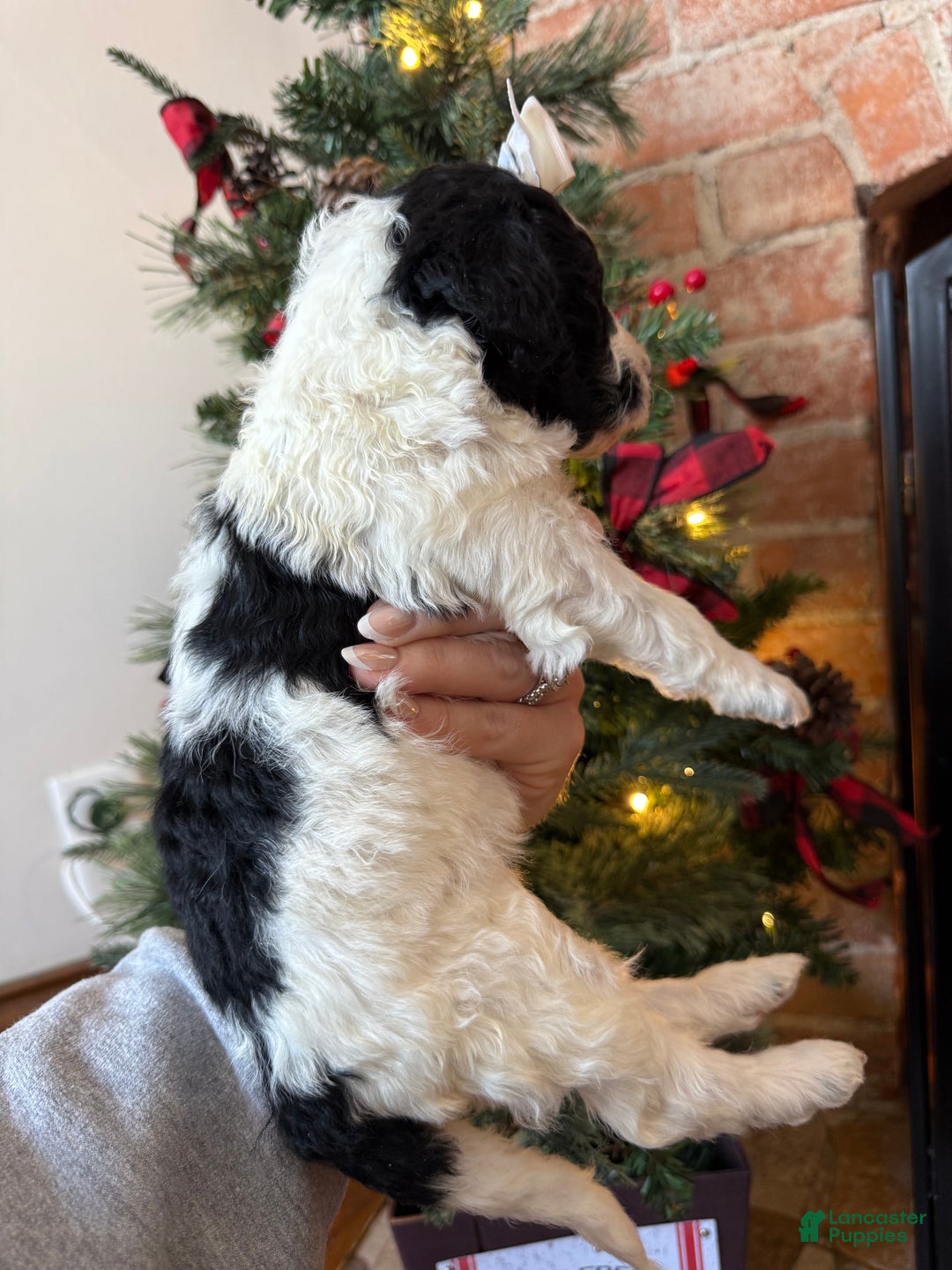 Mixed Breed dogs for sale: Patty - Ad 8