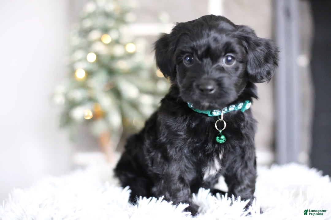 Yorkiepoo dogs for sale: Sutton - Ad 4