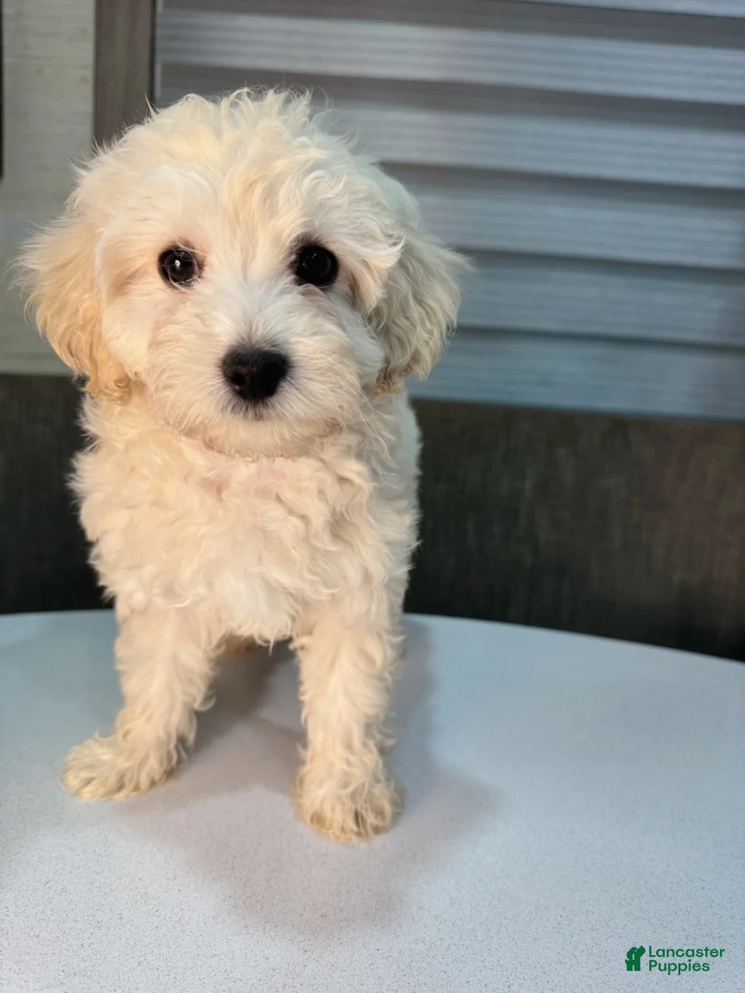 Toy Poodle dogs for sale: Milo - Ad 4