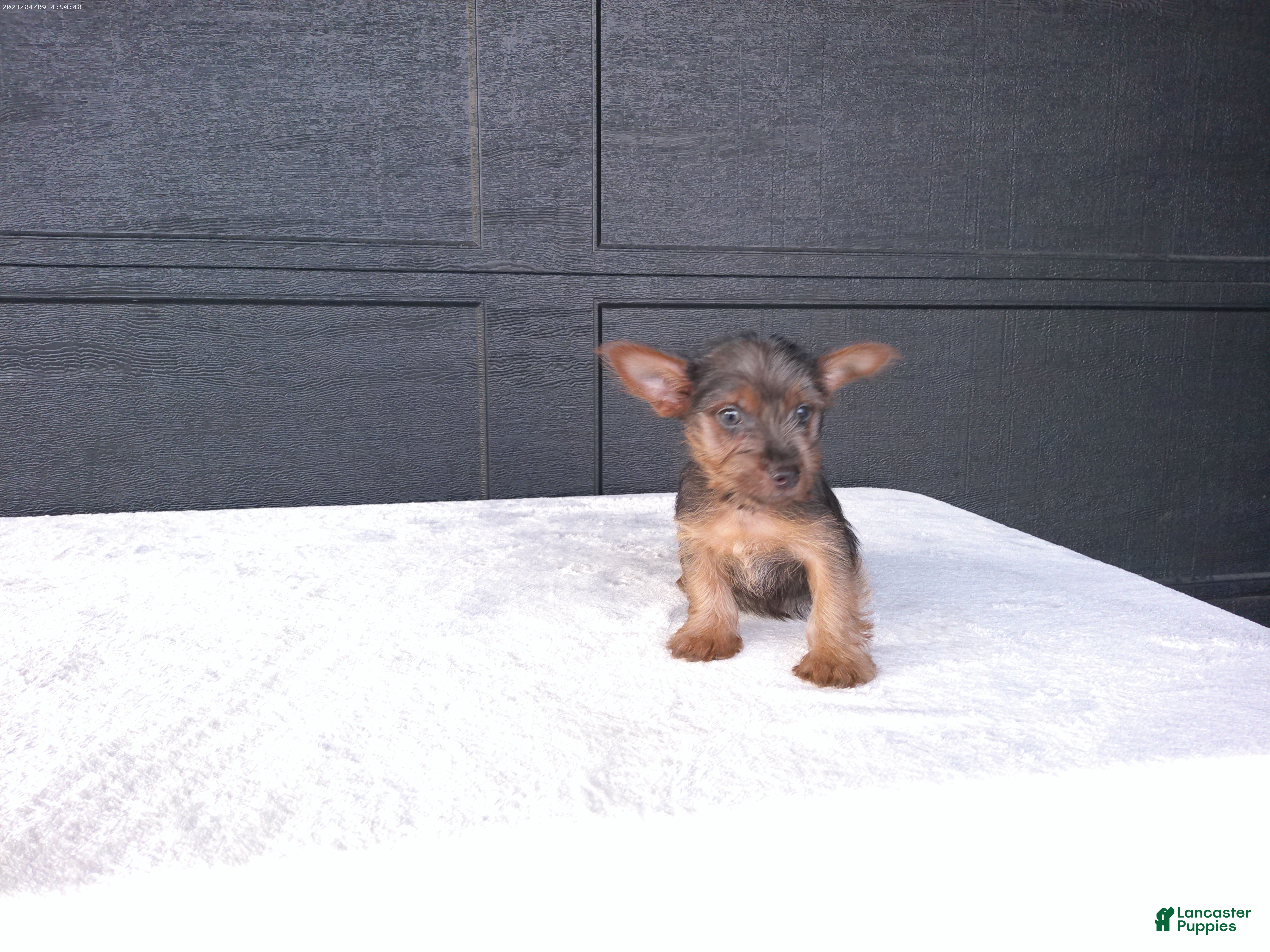 Yorkshire Terrier dogs Gracie - Ad 2