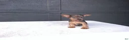 Yorkshire Terrier dogs for sale: Gracie - Ad 2