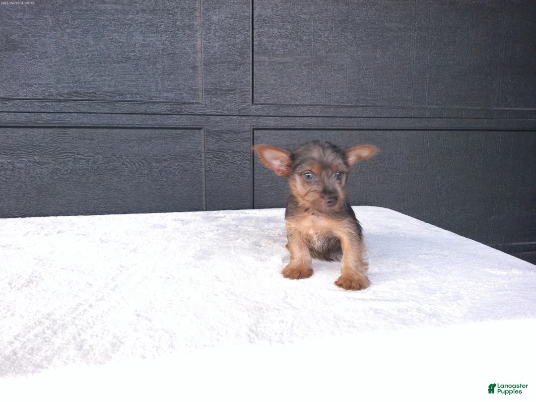 Yorkshire Terrier dogs for sale: Gracie - Ad 2
