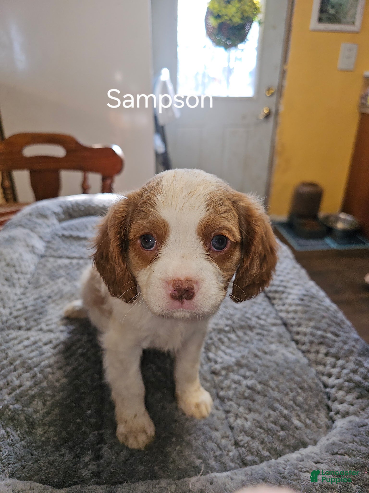 Cavalier King Charles Spaniel dogs Cavalier King Charles Spaniel Puppy 1 - Ad 2