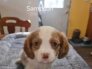 Cavalier King Charles Spaniel dogs Cavalier King Charles Spaniel Puppy 1 - Ad 2