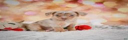 Chihuahua dogs for sale: Buzz - Ad 4