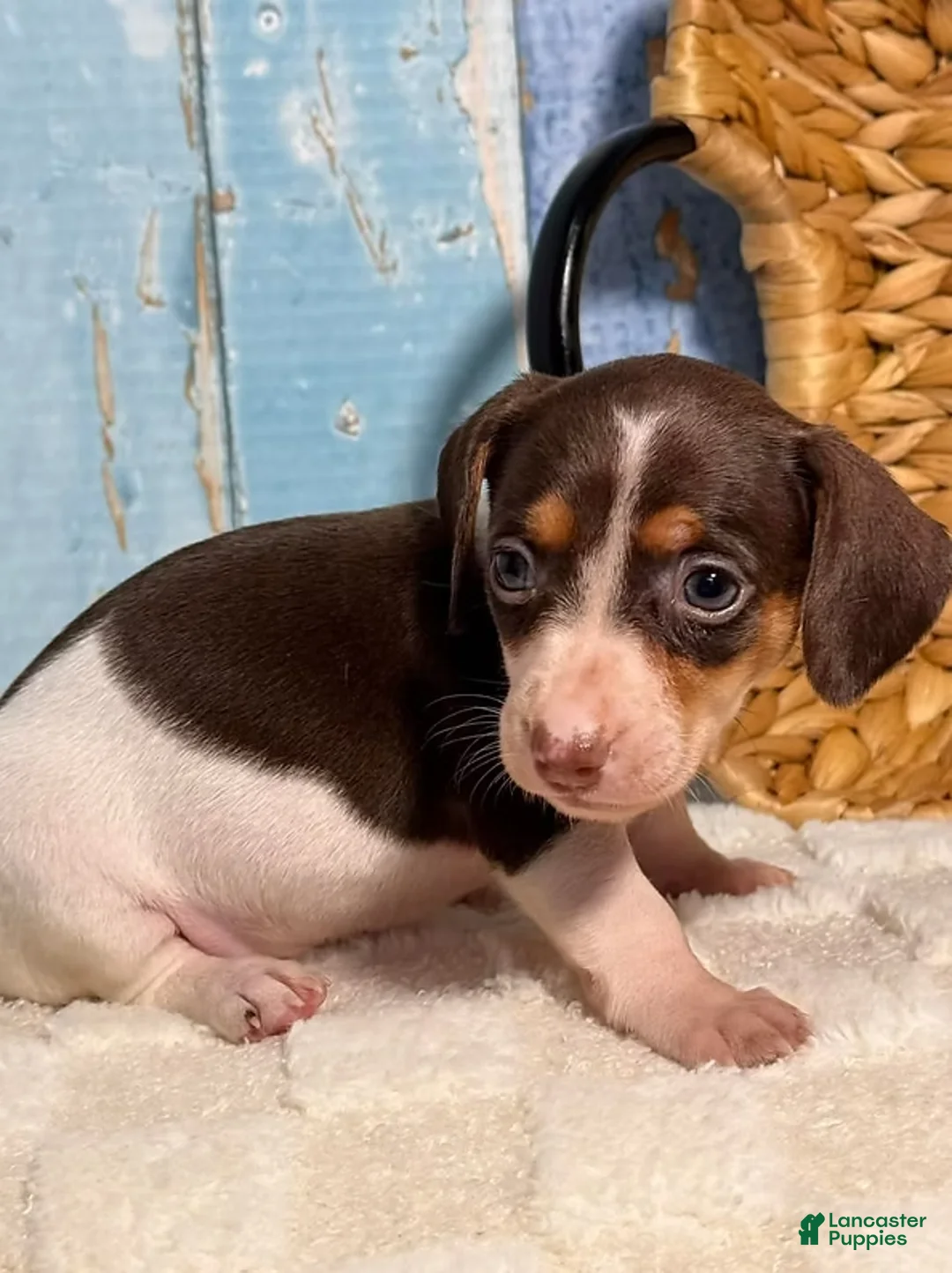 Dachshund dogs for sale: Dachshund Puppy 1 - Ad 2