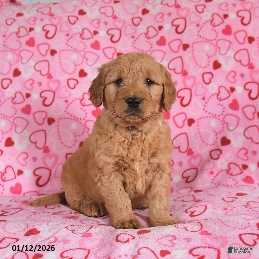 Goldendoodle dogs Blade - Ad 10