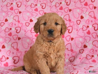 Goldendoodle dogs Blade - Ad 10