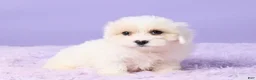 Maltipoo dogs for sale: Issy - Ad 3
