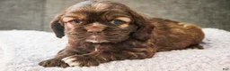 Cocker Spaniel dogs for sale: Nutella - Ad 6