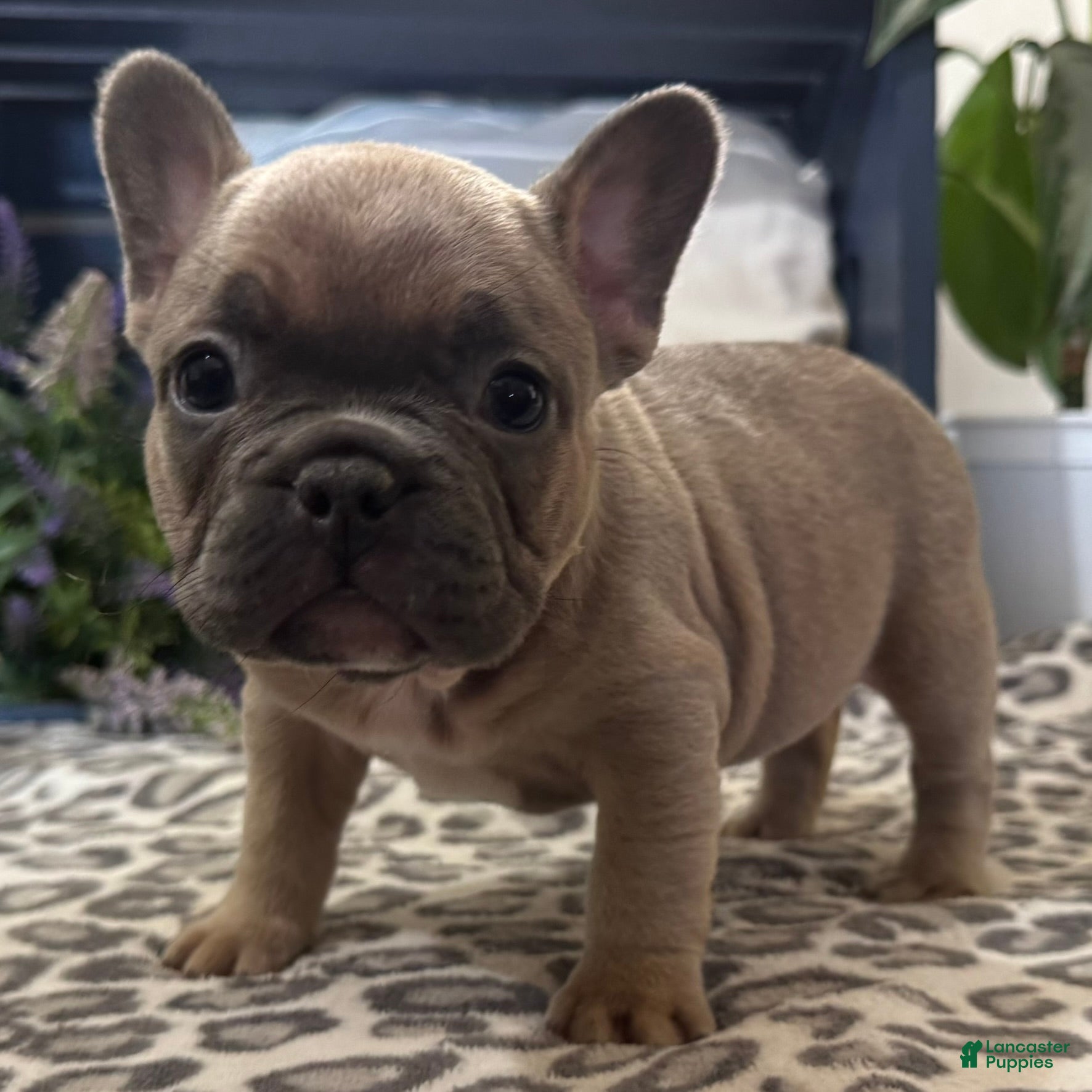 French Bulldog dogs Fancy - Ad 2
