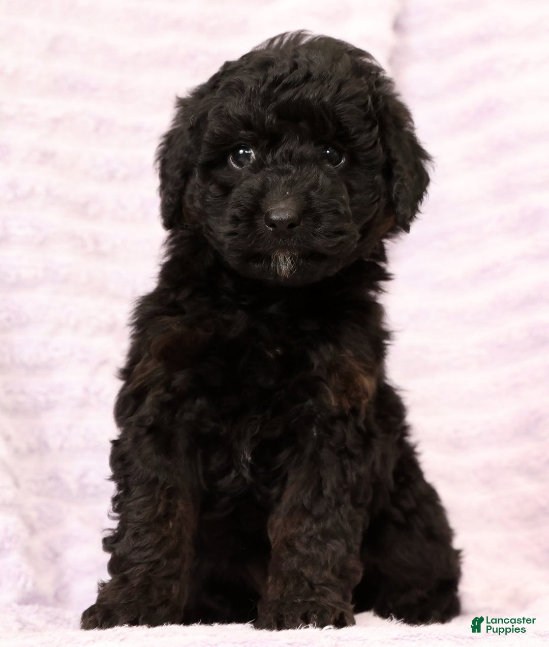 Mini Aussiedoodle dogs for sale: Benny - Ad 7