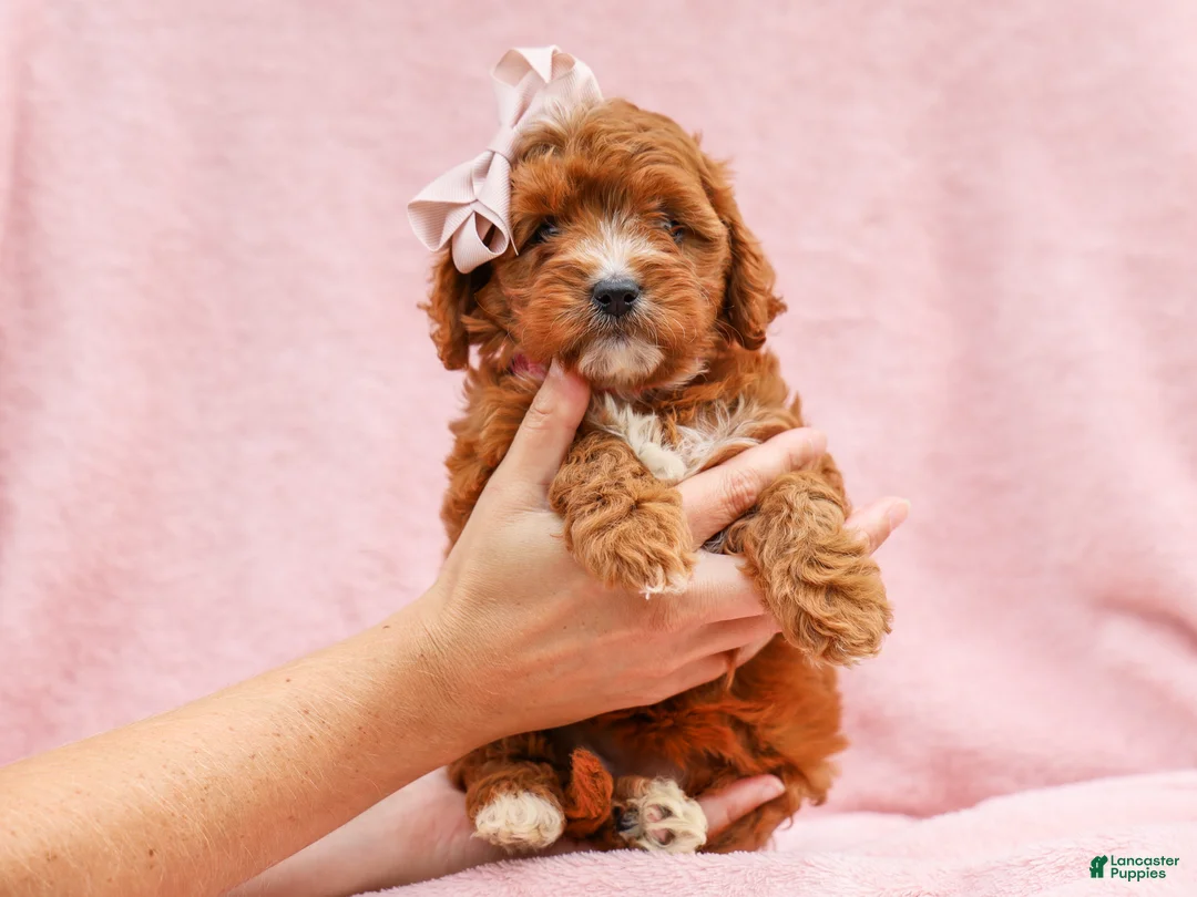 Cavapoo dogs for sale: Raine Cavapoo Pup - Ad 5