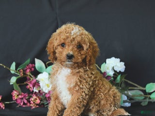 Cavapoo dogs - Ad 27