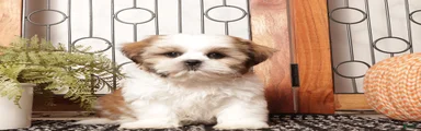 Clove - ACA Shih Tzu