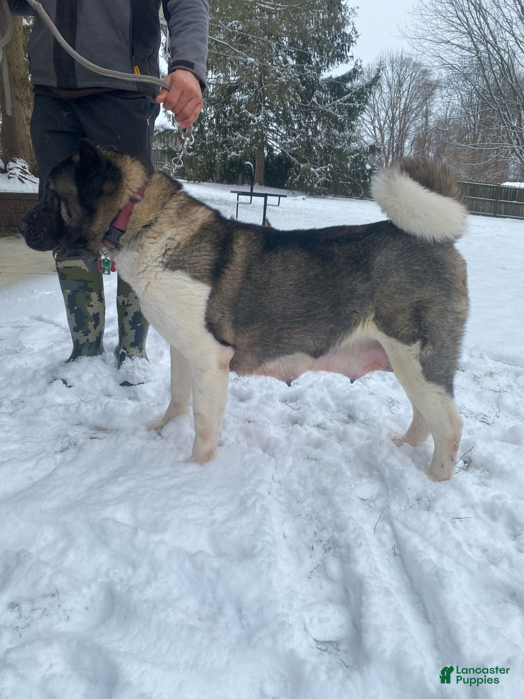 Akita dogs for sale: Melody - Ad 3