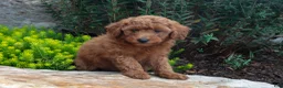 Mini Goldendoodle dogs for sale: Trent - Ad 3