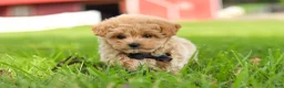 Maltipoo dogs for sale: Nash - Ad 13