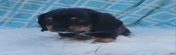 Miniature Dachshund dogs for sale: Venture  - Ad 30