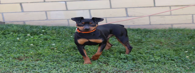 George