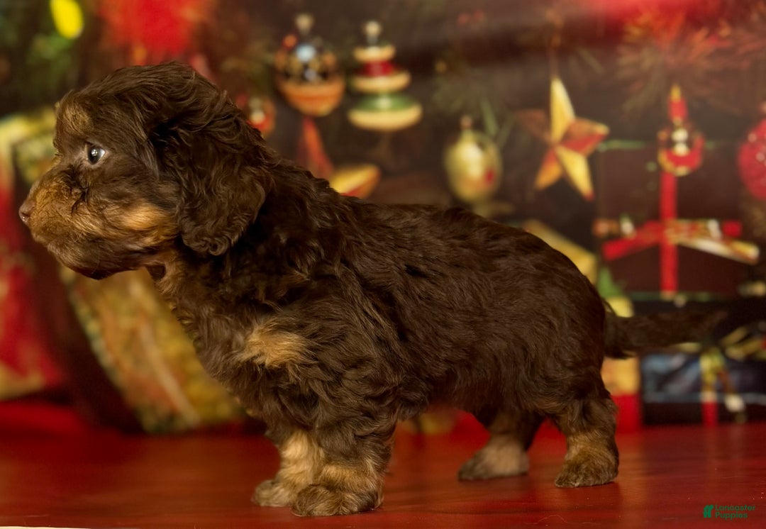 Mixed Breed dogs for sale: Queenie - Ad 7