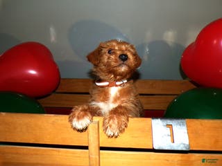 Pomapoo dogs Pomapoo Drew - Ad 42