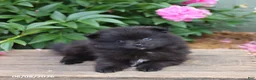 Pomeranian dogs for sale: Kubbie - Ad 3