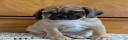 Puggle dogs for sale: Chance  - Ad 13