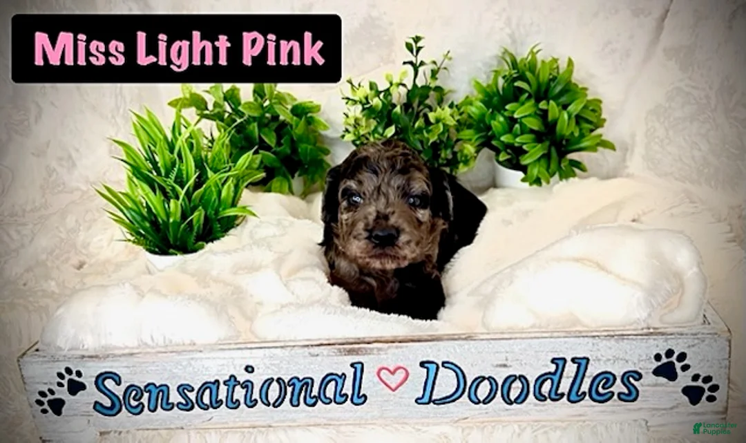 Goldendoodle dogs for sale: Miss Light Pink - Ad 2