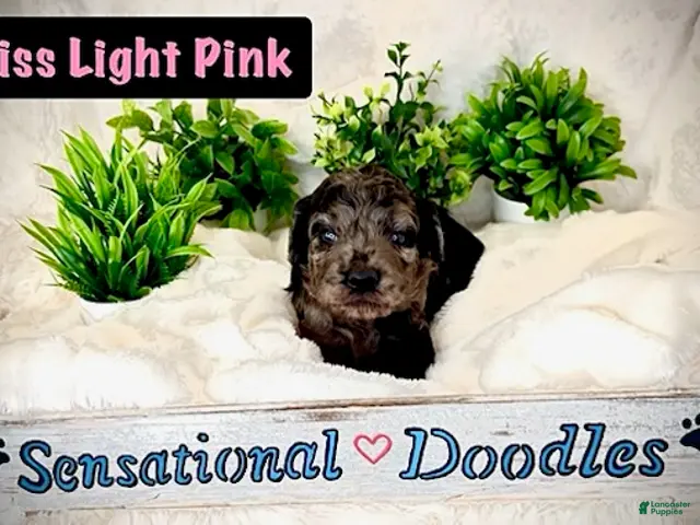 Goldendoodle dogs for sale: Miss Light Pink - Ad 2