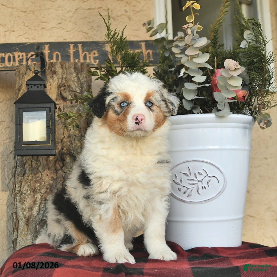 Australian Shepherd dogs Pippa - Ad 12