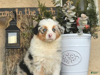 Australian Shepherd dogs Pippa - Ad 12