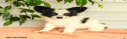 Papillon dogs for sale: Ralph - Ad 5