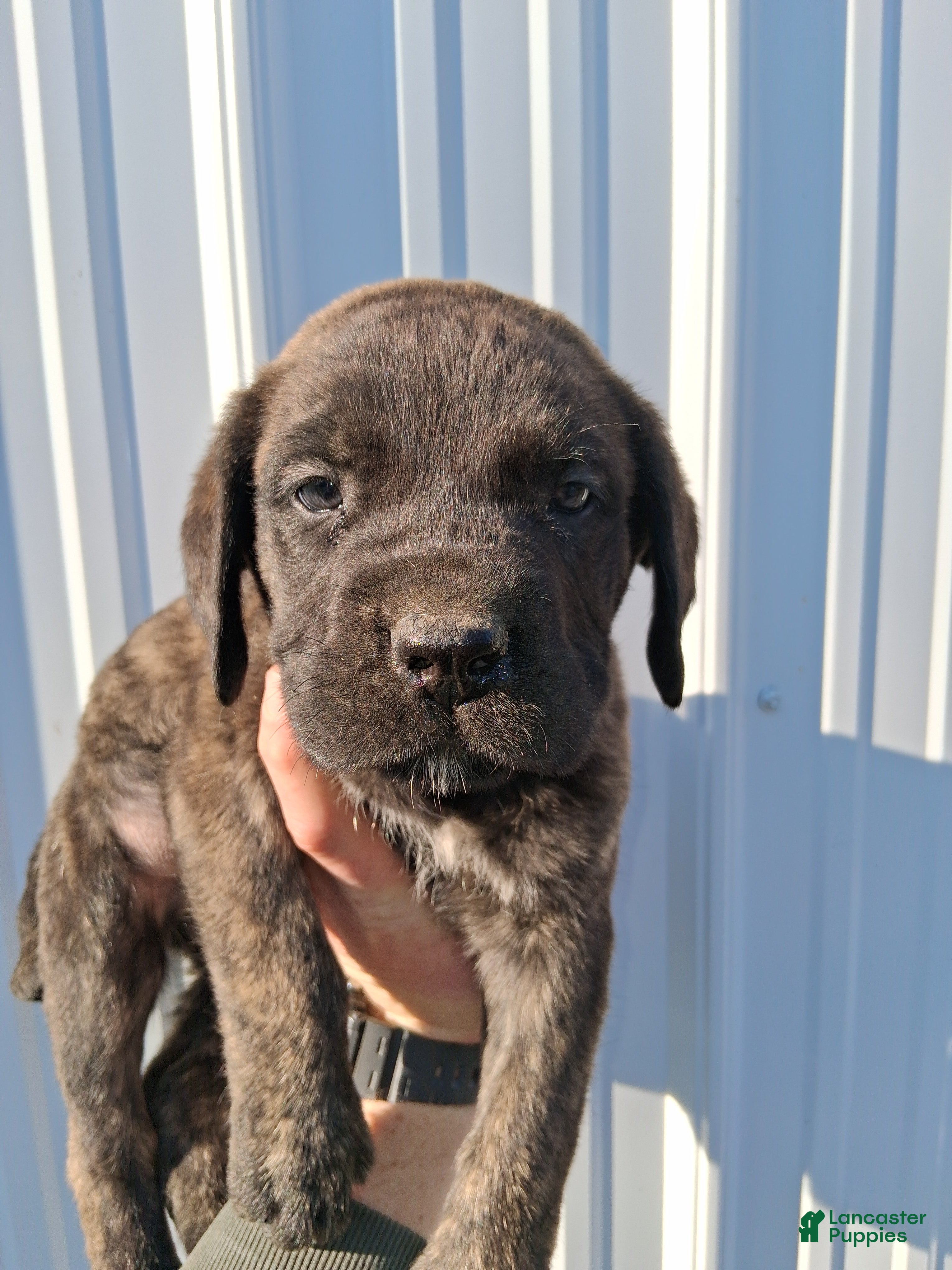 English Mastiff dogs Diesel - Ad 2