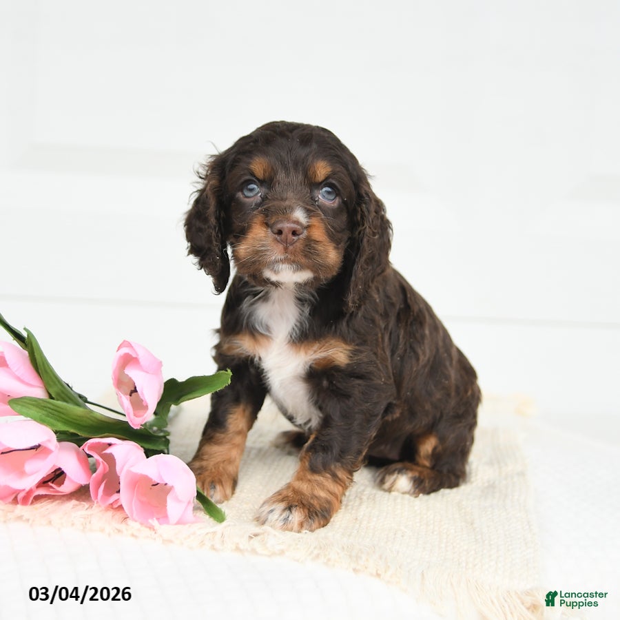 English Cocker Spaniel dogs Flora   - Ad 2